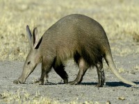 Aardvark